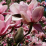 magnolia campbellii.png